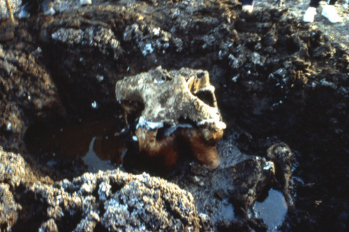 Burning Tree Mastodon excavation (mid-December 1989), Burning Tree Golf Course, Heath, east-central 